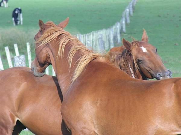 Estancia Hosteria El Ceibo フロリダ エクステリア 写真